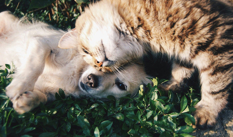 FOR PETS